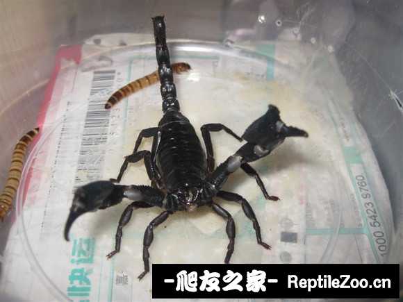display_picture.php?url=http%3A%2F%2Fimgsa.baidu.com%2Fforum%2Fw%253D580%2Fsign%3D559f13299258d109c4e3a9bae159ccd0%2F509bba003af33a87619b704dc65c10385243b511.jpg