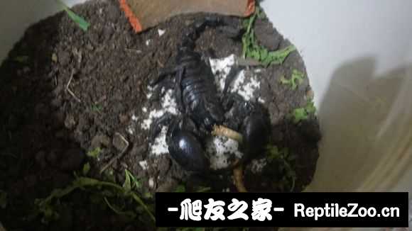 display_picture.php?url=http%3A%2F%2Fimgsa.baidu.com%2Fforum%2Fw%253D580%2Fsign%3Dc7904e462834349b74066e8df9eb1521%2F36b9bc51f8198618d4c740d84aed2e738ad4e609.jpg