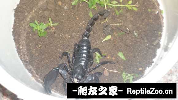 display_picture.php?url=http%3A%2F%2Fimgsa.baidu.com%2Fforum%2Fw%253D580%2Fsign%3D73bad15aacaf2eddd4f149e1bd110102%2Fe772fb03918fa0ec0d49cb51269759ee3c6ddb06.jpg