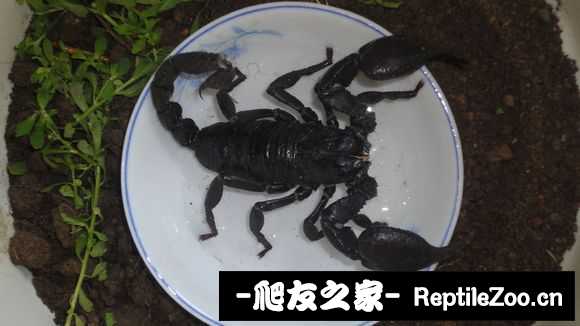 display_picture.php?url=http%3A%2F%2Fimgsa.baidu.com%2Fforum%2Fw%253D580%2Fsign%3De4a232bffd1f4134e0370576151e95c1%2F89759d2397dda144ef88c3eeb2b7d0a20df4860f.jpg