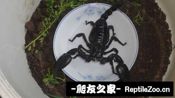 display_picture.php?url=http%3A%2F%2Fimgsa.baidu.com%2Fforum%2Fw%253D580%2Fsign%3Db1bce1980ad162d985ee621421dea950%2Fbc79bafd5266d016ba903174972bd40734fa3507.jpg