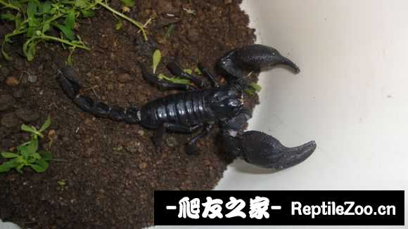 display_picture.php?url=http%3A%2F%2Fimgsa.baidu.com%2Fforum%2Fw%253D580%2Fsign%3De281c92ffbf2b211e42e8546fa816511%2Fad9a1330e924b8995bb8d6646e061d950b7bf60d.jpg