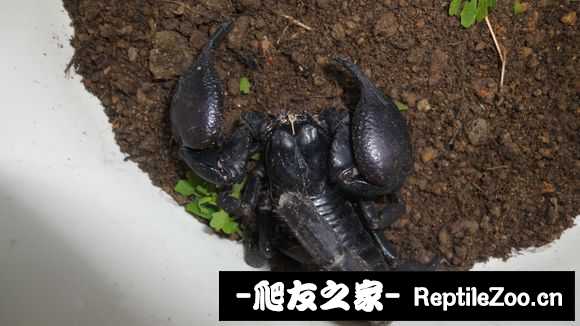 display_picture.php?url=http%3A%2F%2Fimgsa.baidu.com%2Fforum%2Fw%253D580%2Fsign%3Dd1652ee38c5494ee87220f111df4e0e1%2F89918b44ebf81a4c73b44395d72a6059242da60e.jpg