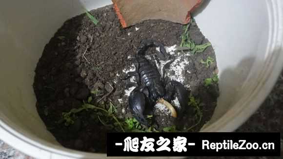 display_picture.php?url=http%3A%2F%2Fimgsa.baidu.com%2Fforum%2Fw%253D580%2Fsign%3Dc44a0a3e9822720e7bcee2f24bca0a3a%2F2ec60f4f78f0f736627ee35d0a55b319eac41308.jpg