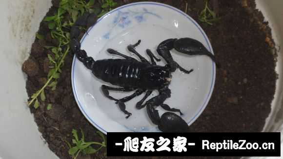 display_picture.php?url=http%3A%2F%2Fimgsa.baidu.com%2Fforum%2Fw%253D580%2Fsign%3D9b743deac9177f3e1034fc0540ce3bb9%2F89563dadcbef7609018a36c32edda3cc7dd99e0f.jpg