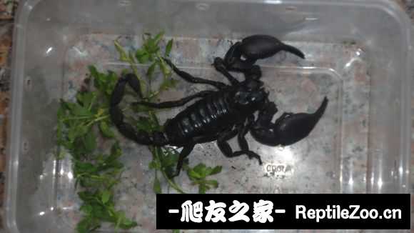 display_picture.php?url=http%3A%2F%2Fimgsa.baidu.com%2Fforum%2Fw%253D580%2Fsign%3Dba5d54779d16fdfad86cc6e6848e8cea%2F77bdb2096b63f62476d2965f8744ebf81b4ca305.jpg
