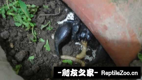 display_picture.php?url=http%3A%2F%2Fimgsa.baidu.com%2Fforum%2Fw%253D580%2Fsign%3D296a29708701a18bf0eb1247ae2e0761%2F4d5ecfcec3fdfc0330fb4ce4d43f8794a5c22609.jpg
