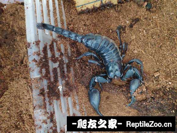 display_picture.php?url=http%3A%2F%2Fimgsa.baidu.com%2Fforum%2Fw%253D580%2Fsign%3D409d060c6f59252da3171d0c049a032c%2Ff62fa5773912b31b2935293f8918367adbb4e1ea.jpg