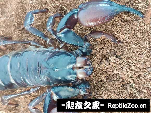 display_picture.php?url=http%3A%2F%2Ftiebapic.baidu.com%2Fforum%2Fw%253D580%2Fsign%3D12b029fdee1c8701d6b6b2ee177e9e6e%2F3cb0c4fcc3cec3fdc0c0306c8b88d43f8694274b.jpg