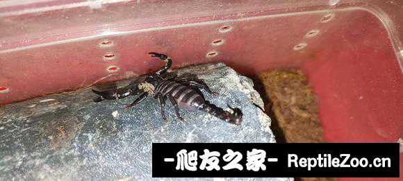 display_picture.php?url=http%3A%2F%2Ftiebapic.baidu.com%2Fforum%2Fw%253D580%2Fsign%3D4dd1ca3bf3fd5266a72b3c1c9b199799%2F767cb88f8c5494ee3c05c9c968f5e0fe98257e5a.jpg