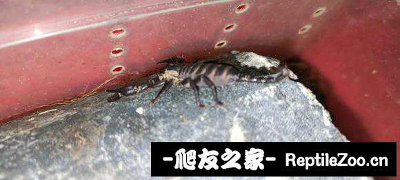 display_picture.php?url=http%3A%2F%2Ftiebapic.baidu.com%2Fforum%2Fw%253D580%2Fsign%3D431961a59388d43ff0a991fa4d1fd2aa%2F1ef243c2d56285355ac714f1d5ef76c6a6ef635a.jpg