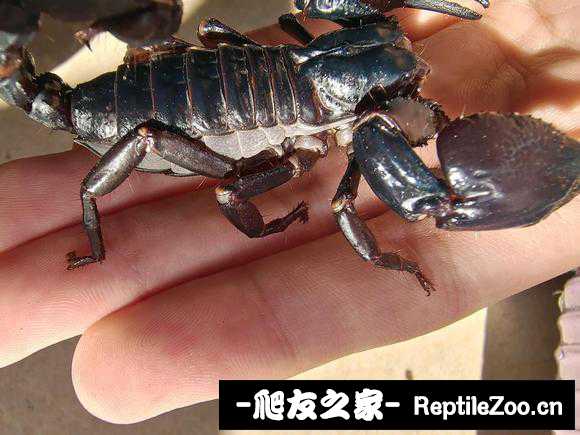display_picture.php?url=http%3A%2F%2Ftiebapic.baidu.com%2Fforum%2Fw%253D580%2Fsign%3Dcb7603aeb450352ab16125006342fb1a%2F24298bd6277f9e2ff68d11114230e924b999f396.jpg