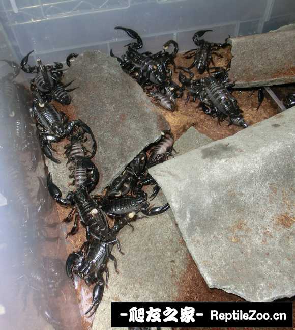 display_picture.php?url=http%3A%2F%2Ftiebapic.baidu.com%2Fforum%2Fw%253D580%2Fsign%3Dd17716942a6d55fbc5c6762e5d234f40%2F4d37dd43ad4bd1138410cd784dafa40f4afb0539.jpg