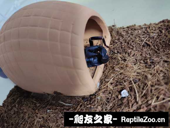 display_picture.php?url=http%3A%2F%2Ftiebapic.baidu.com%2Fforum%2Fw%253D580%2Fsign%3Dc9af77fefc44ad342ebf878fe0a30c08%2F87aa77f40ad162d9aa5fb70f4cdfa9ec8b13cd97.jpg