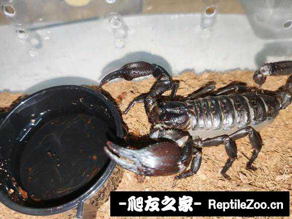 display_picture.php?url=http%3A%2F%2Ftiebapic.baidu.com%2Fforum%2Fw%253D580%2Fsign%3Dbbdfa4cffc12c8fcb4f3f6c5cc0292b4%2F3dac77ec54e736d1e67a5ae7de504fc2d4626913.jpg