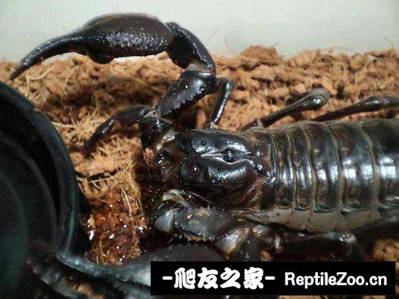 display_picture.php?url=http%3A%2F%2Ftiebapic.baidu.com%2Fforum%2Fw%253D580%2Fsign%3D5b691b039400baa1ba2c47b37711b9b1%2Ff97b811001e93901e56b5bd13eec54e737d19613.jpg