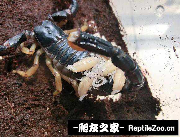 display_picture.php?url=http%3A%2F%2Ftiebapic.baidu.com%2Fforum%2Fw%253D580%2Fsign%3D409ab13353f41bd5da53e8fc61db81a0%2F154d7ac6a7efce1ba0929ed2f251f3deb58f658b.jpg