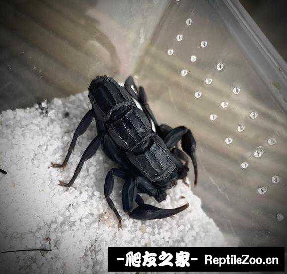 display_picture.php?url=http%3A%2F%2Ftiebapic.baidu.com%2Fforum%2Fw%253D580%2Fsign%3D0858a63873d12f2ece05ae687fc0d5ff%2Fc6b461224f4a20a43597fb28d5529822700ed0f3.jpg