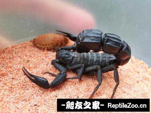 display_picture.php?url=http%3A%2F%2Ftiebapic.baidu.com%2Fforum%2Fw%253D580%2Fsign%3D13c6c125c78ba61edfeec827713697cc%2F35dcc68065380cd733d06502e444ad345b8281b2.jpg
