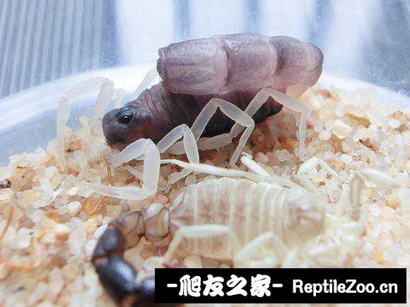 display_picture.php?url=http%3A%2F%2Ftiebapic.baidu.com%2Fforum%2Fw%253D580%2Fsign%3D48fa4101d982d158bb8259b9b00819d5%2Fbf25e550352ac65c89cba19cbef2b21191138ab2.jpg