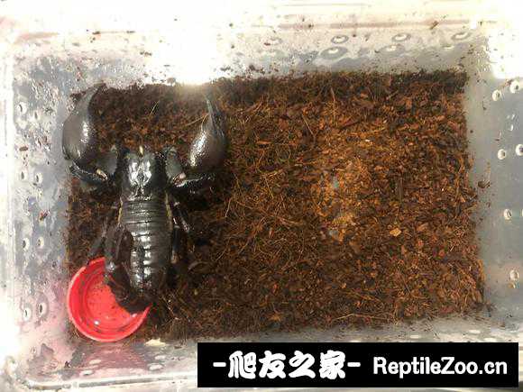 display_picture.php?url=http%3A%2F%2Ftiebapic.baidu.com%2Fforum%2Fw%253D580%2Fsign%3D47682c7ac522720e7bcee2f24bca0a3a%2F2ec60f4f78f0f736e15cc5195755b319eac413ae.jpg