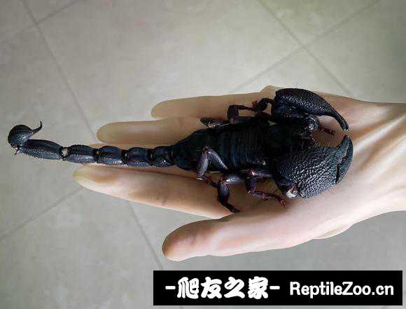 display_picture.php?url=http%3A%2F%2Ftiebapic.baidu.com%2Fforum%2Fw%253D580%2Fsign%3Df5a1c4ae94177f3e1034fc0540ce3bb9%2F89563dadcbef76096f5fcf8773dda3cc7dd99ef0.jpg