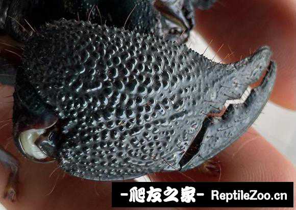 display_picture.php?url=http%3A%2F%2Ftiebapic.baidu.com%2Fforum%2Fw%253D580%2Fsign%3D56b6ee99961349547e1ee86c664f92dd%2F869957b5c9ea15ce3ebab611eb003af33b87b2f0.jpg