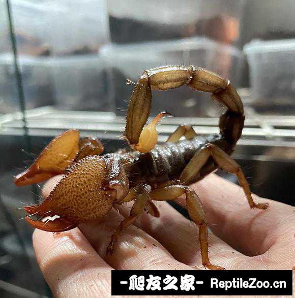 display_picture.php?url=http%3A%2F%2Ftiebapic.baidu.com%2Fforum%2Fw%253D580%2Fsign%3D918437cf6bd12f2ece05ae687fc3d5ff%2Fc6b461224f4a20a4ac4b6adfcd529822730ed0f0.jpg