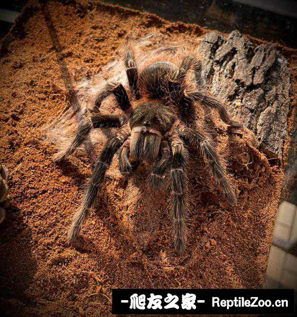 display_picture.php?url=http%3A%2F%2Ftiebapic.baidu.com%2Fforum%2Fw%253D580%2Fsign%3D2f47a6c968f5e0feee1889096c6134e5%2Fd4add5f9d72a6059fa7548ca6d34349b023bba18.jpg