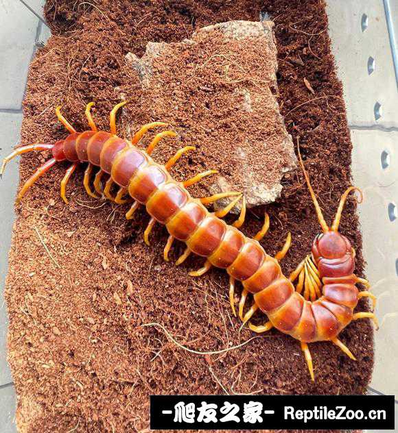 display_picture.php?url=http%3A%2F%2Ftiebapic.baidu.com%2Fforum%2Fw%253D580%2Fsign%3D416f0bdecd529822053339cbe7ca7b3b%2F7e4fa764034f78f0f07aadea24310a55b2191cd3.jpg