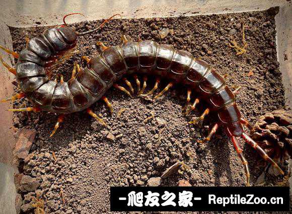 display_picture.php?url=http%3A%2F%2Ftiebapic.baidu.com%2Fforum%2Fw%253D580%2Fsign%3D454e611aea51f3dec3b2b96ca4eff0ec%2Feec1fa246b600c335f1c77185f4c510fd8f9a118.jpg