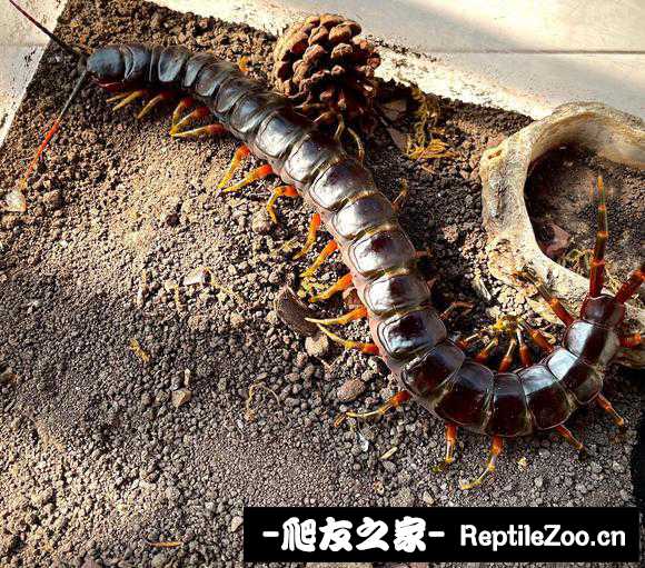 display_picture.php?url=http%3A%2F%2Ftiebapic.baidu.com%2Fforum%2Fw%253D580%2Fsign%3D5ba70ad30c3d26972ed3085565fbb24f%2F8a864ea7d933c8952a08af628c1373f0830200d3.jpg