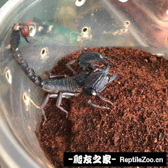 display_picture.php?url=http%3A%2F%2Ftiebapic.baidu.com%2Fforum%2Fw%253D580%2Fsign%3D139fd710eb003af34dbadc68052ac619%2F0e76bf1c8701a18ba29a2556c32f07082938fedc.jpg