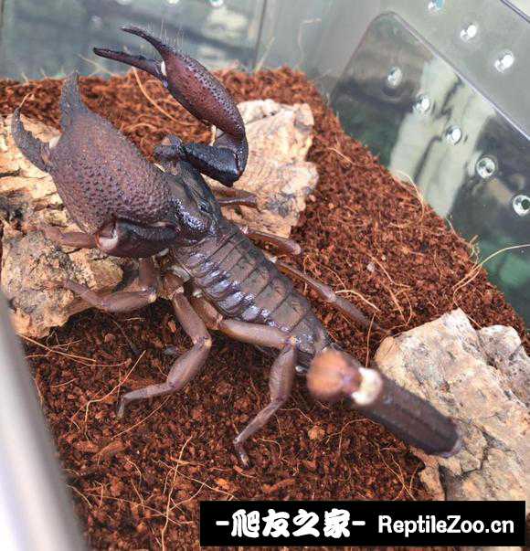 display_picture.php?url=http%3A%2F%2Ftiebapic.baidu.com%2Fforum%2Fw%253D580%2Fsign%3D7d64052175381f309e198da199014c67%2F519d8b94a4c27d1e31500cdd46d5ad6edcc438d3.jpg