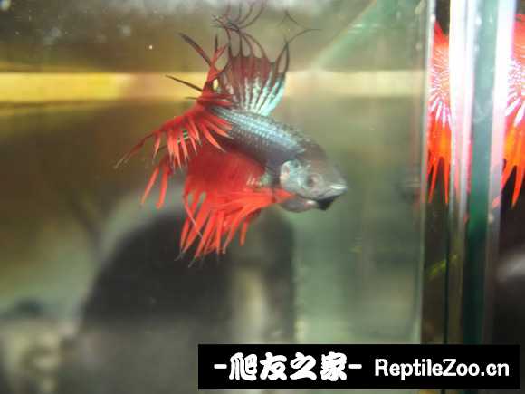 display_picture.php?url=http%3A%2F%2Fimgsa.baidu.com%2Fforum%2Fw%253D580%2Fsign%3De86b1bd36a600c33f079dec02a4d5134%2Fc60b8e26cffc1e17098a54f64b90f603728de967.jpg