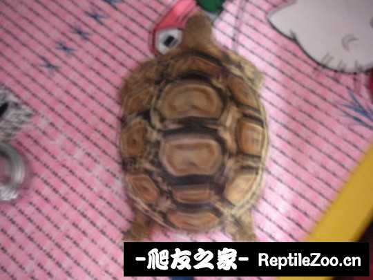 201905cqtphwlc8wfff9pm.jpg