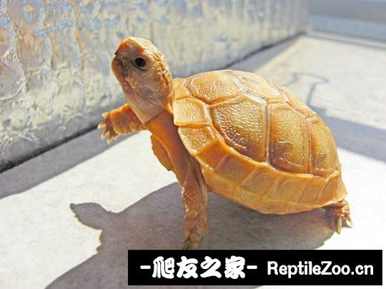 202605h6n84bl4vi0rr8wn.jpg