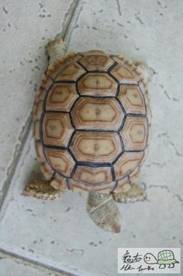 202643ydo2256oz3x36o7j.jpg