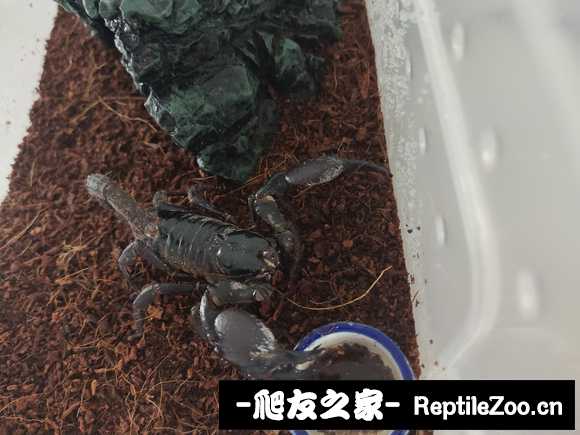 display_picture.php?url=http%3A%2F%2Ftiebapic.baidu.com%2Fforum%2Fw%253D580%2Fsign%3Db7895a999001a18bf0eb1247ae2e0761%2F4d5ecfcec3fdfc03ae183f0dc33f8794a5c22641.jpg