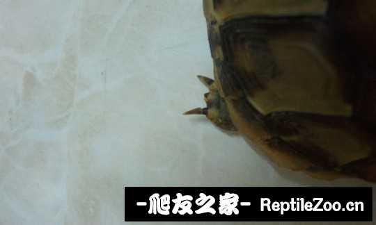 205255es9hjjzh92hwwonl.jpg