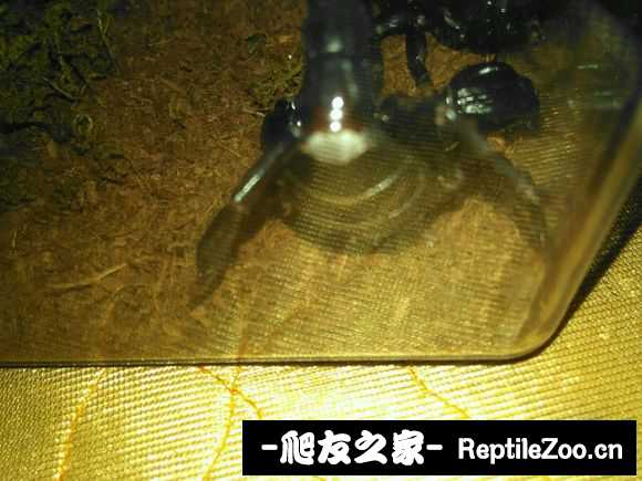 display_picture.php?url=http%3A%2F%2Fimgsa.baidu.com%2Fforum%2Fw%253D580%2Fsign%3D338b8c70d133c895a67e9873e1127397%2F4eb145540923dd546ae15c8fd909b3de9e8248ed.jpg
