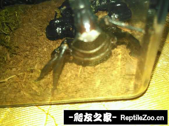 display_picture.php?url=http%3A%2F%2Fimgsa.baidu.com%2Fforum%2Fw%253D580%2Fsign%3D417ab51c0246f21fc9345e5bc6256b31%2Ffc930655b319ebc421f58d7e8a26cffc1c1716ee.jpg