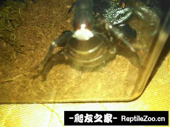 display_picture.php?url=http%3A%2F%2Fimgsa.baidu.com%2Fforum%2Fw%253D580%2Fsign%3D2cb453c1f5faaf5184e381b7bc5594ed%2F3bab6763f6246b60ee9c4993e3f81a4c530fa2ee.jpg