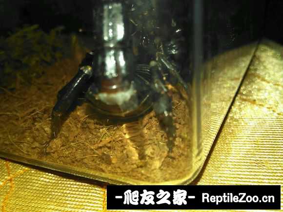 display_picture.php?url=http%3A%2F%2Fimgsa.baidu.com%2Fforum%2Fw%253D580%2Fsign%3D2e7651eaf0dcd100cd9cf829428a47be%2F266e70d98d1001e92cb0efe8b00e7bec56e797ef.jpg