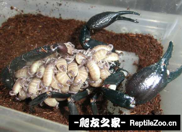 display_picture.php?url=http%3A%2F%2Ftiebapic.baidu.com%2Fforum%2Fw%253D580%2Fsign%3D9ac6408d5c36acaf59e096f44cd88d03%2Fe6856ed0f703918ff1c53e7e463d269758eec494.jpg