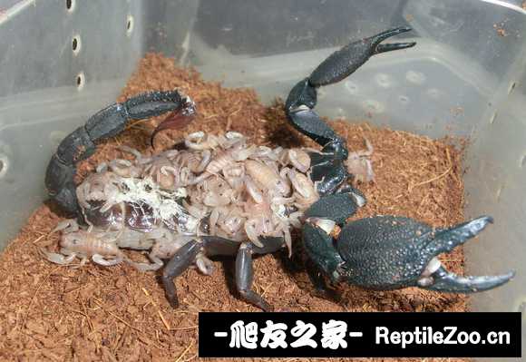 display_picture.php?url=http%3A%2F%2Ftiebapic.baidu.com%2Fforum%2Fw%253D580%2Fsign%3D1a3a457495025aafd3327ec3cbecab8d%2F54abbfde9c82d15807965a05970a19d8bd3e4294.jpg