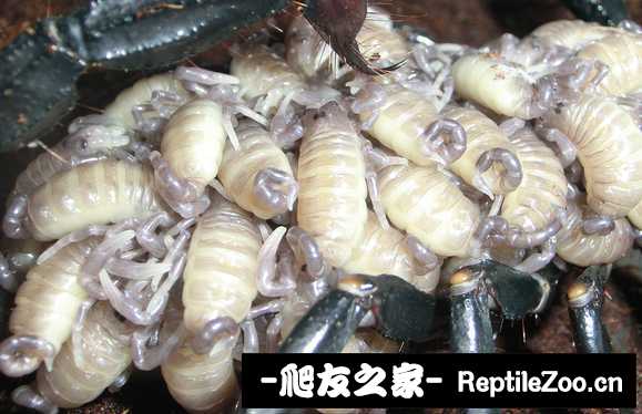 display_picture.php?url=http%3A%2F%2Ftiebapic.baidu.com%2Fforum%2Fw%253D580%2Fsign%3Df8831859b4cc7cd9fa2d34d109002104%2F142dacec08fa513d72bb6f6a2a6d55fbb3fbd997.jpg
