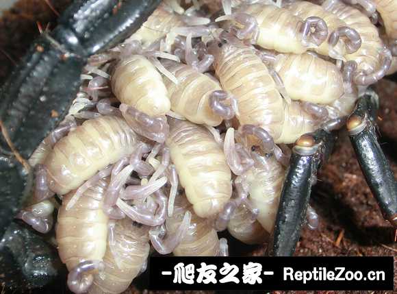 display_picture.php?url=http%3A%2F%2Ftiebapic.baidu.com%2Fforum%2Fw%253D580%2Fsign%3D181f9a2b39dda3cc0be4b82831e83905%2F72a19d8fa0ec08fa021410134eee3d6d54fbda94.jpg