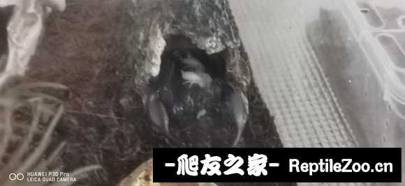 display_picture.php?url=http%3A%2F%2Ftiebapic.baidu.com%2Fforum%2Fw%253D580%2Fsign%3Deae333be319759ee4a5060c382fa434e%2Fc705d533c895d1434f52b39064f082025baf07fb.jpg
