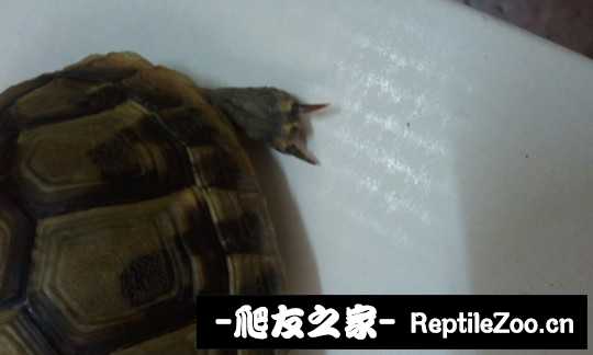 213119c9nyphhhcbgbcigp.jpg
